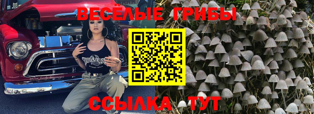 Псилоцибиновые грибы Psilocybe Балтийск